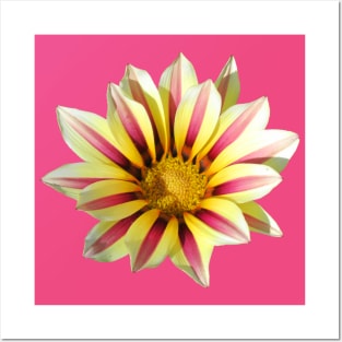 yellow red pink flower, blooming flowers, blossom, Posters and Art